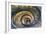 Dolce Vita Rome Collection - Spiral Staircase IV-Philippe Hugonnard-Framed Photographic Print