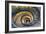 Dolce Vita Rome Collection - Spiral Staircase IV-Philippe Hugonnard-Framed Photographic Print