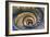 Dolce Vita Rome Collection - Spiral Staircase IV-Philippe Hugonnard-Framed Photographic Print