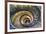 Dolce Vita Rome Collection - Spiral Staircase IV-Philippe Hugonnard-Framed Photographic Print