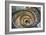 Dolce Vita Rome Collection - Spiral Staircase-Philippe Hugonnard-Framed Photographic Print