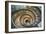 Dolce Vita Rome Collection - Spiral Staircase-Philippe Hugonnard-Framed Photographic Print