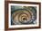 Dolce Vita Rome Collection - Spiral Staircase-Philippe Hugonnard-Framed Photographic Print