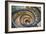 Dolce Vita Rome Collection - Spiral Staircase-Philippe Hugonnard-Framed Photographic Print