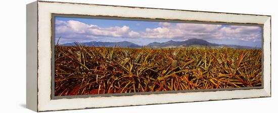 Dole Pineapple Farm, North Shore, Oahu, Hawaii, USA-null-Framed Premier Image Canvas