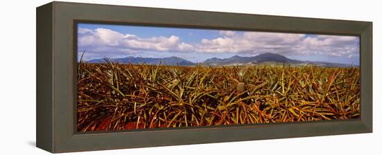 Dole Pineapple Farm, North Shore, Oahu, Hawaii, USA-null-Framed Premier Image Canvas