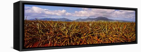 Dole Pineapple Farm, North Shore, Oahu, Hawaii, USA-null-Framed Premier Image Canvas