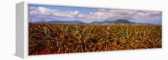 Dole Pineapple Farm, North Shore, Oahu, Hawaii, USA-null-Framed Premier Image Canvas