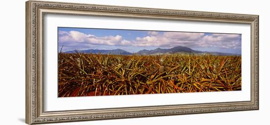 Dole Pineapple Farm, North Shore, Oahu, Hawaii, USA-null-Framed Photographic Print