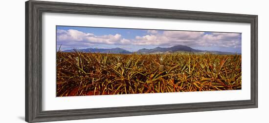 Dole Pineapple Farm, North Shore, Oahu, Hawaii, USA-null-Framed Photographic Print