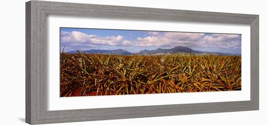 Dole Pineapple Farm, North Shore, Oahu, Hawaii, USA-null-Framed Photographic Print