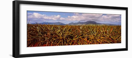 Dole Pineapple Farm, North Shore, Oahu, Hawaii, USA-null-Framed Photographic Print