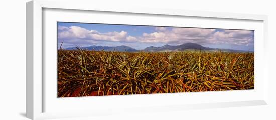 Dole Pineapple Farm, North Shore, Oahu, Hawaii, USA-null-Framed Photographic Print