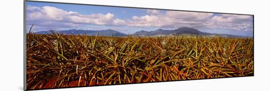 Dole Pineapple Farm, North Shore, Oahu, Hawaii, USA-null-Mounted Photographic Print