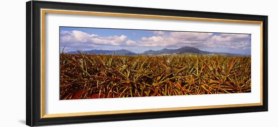 Dole Pineapple Farm, North Shore, Oahu, Hawaii, USA-null-Framed Photographic Print