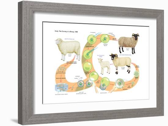 Dolly, the First Mammal Successfully Cloned. Heredity, Genetics-Encyclopaedia Britannica-Framed Art Print