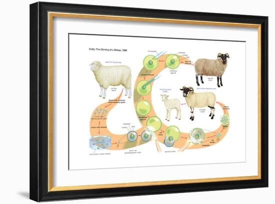 Dolly, the First Mammal Successfully Cloned. Heredity, Genetics-Encyclopaedia Britannica-Framed Art Print