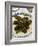 Dolma (Dolmades), Grape Leaves Stuffed with Meat and Rice, Turkey and Greece-Nico Tondini-Framed Photographic Print