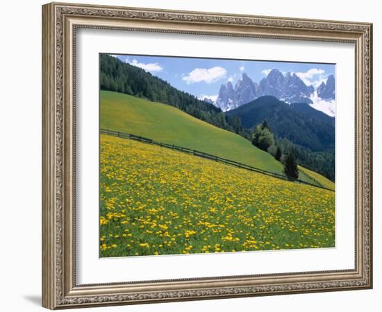 Dolomites Mountains and Wild Yellow Flowers, Villnoss / Val Di Funes, Trentino, Italy-Steve Vidler-Framed Photographic Print