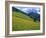 Dolomites Mountains and Wild Yellow Flowers, Villnoss / Val Di Funes, Trentino, Italy-Steve Vidler-Framed Photographic Print