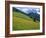 Dolomites Mountains and Wild Yellow Flowers, Villnoss / Val Di Funes, Trentino, Italy-Steve Vidler-Framed Photographic Print