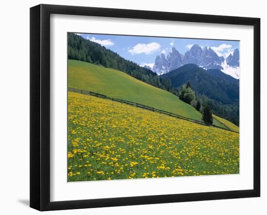 Dolomites Mountains and Wild Yellow Flowers, Villnoss / Val Di Funes, Trentino, Italy-Steve Vidler-Framed Photographic Print