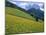 Dolomites Mountains and Wild Yellow Flowers, Villnoss / Val Di Funes, Trentino, Italy-Steve Vidler-Mounted Photographic Print