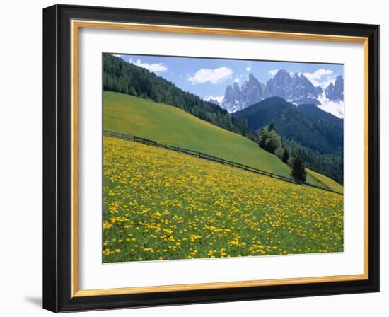 Dolomites Mountains and Wild Yellow Flowers, Villnoss / Val Di Funes, Trentino, Italy-Steve Vidler-Framed Photographic Print