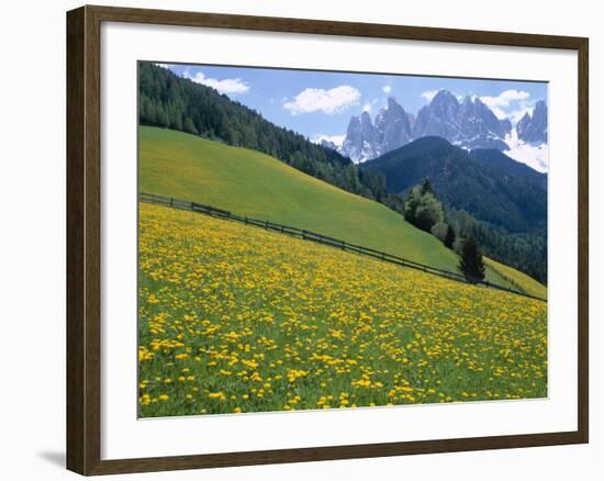 Dolomites Mountains and Wild Yellow Flowers, Villnoss / Val Di Funes, Trentino, Italy-Steve Vidler-Framed Photographic Print