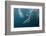 Dolphin and Cape Gannet at Sardine Run, Eastern Cape, South Africa-Pete Oxford-Framed Photographic Print