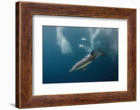 Dolphin and Cape Gannet at Sardine Run, Eastern Cape, South Africa-Pete Oxford-Framed Photographic Print