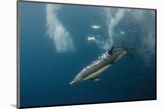 Dolphin and Cape Gannet at Sardine Run, Eastern Cape, South Africa-Pete Oxford-Mounted Photographic Print