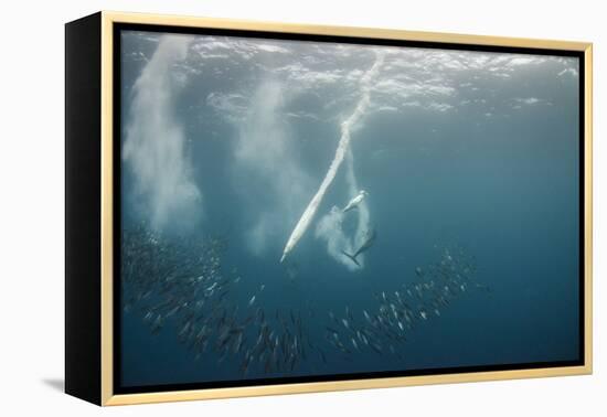 Dolphin and Cape Gannet at Sardine Run, Eastern Cape, South Africa-Pete Oxford-Framed Premier Image Canvas