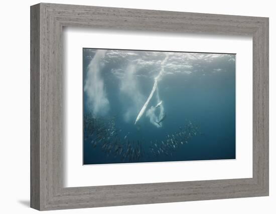 Dolphin and Cape Gannet at Sardine Run, Eastern Cape, South Africa-Pete Oxford-Framed Photographic Print