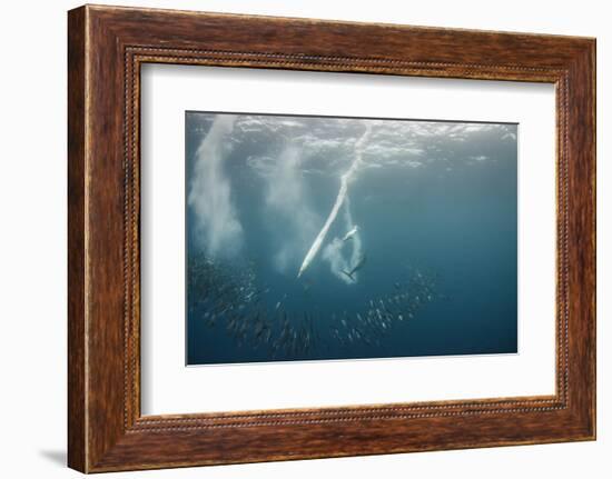 Dolphin and Cape Gannet at Sardine Run, Eastern Cape, South Africa-Pete Oxford-Framed Photographic Print