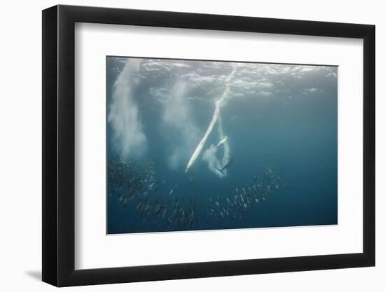 Dolphin and Cape Gannet at Sardine Run, Eastern Cape, South Africa-Pete Oxford-Framed Photographic Print