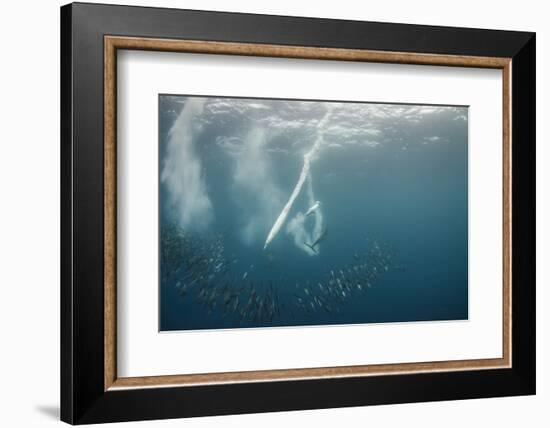 Dolphin and Cape Gannet at Sardine Run, Eastern Cape, South Africa-Pete Oxford-Framed Photographic Print