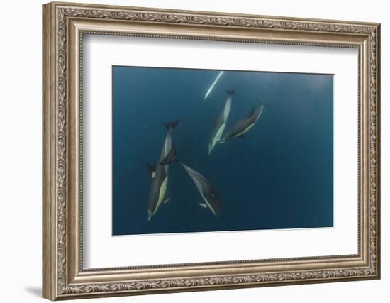 Dolphin and Cape Gannet at Sardine Run, Eastern Cape, South Africa-Pete Oxford-Framed Photographic Print