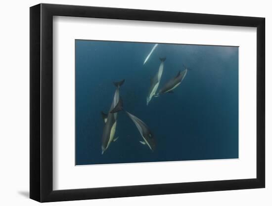 Dolphin and Cape Gannet at Sardine Run, Eastern Cape, South Africa-Pete Oxford-Framed Photographic Print