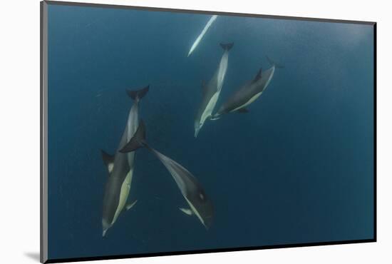 Dolphin and Cape Gannet at Sardine Run, Eastern Cape, South Africa-Pete Oxford-Mounted Photographic Print