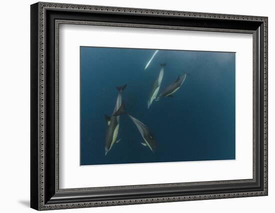 Dolphin and Cape Gannet at Sardine Run, Eastern Cape, South Africa-Pete Oxford-Framed Photographic Print