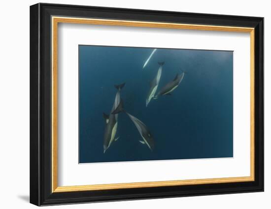 Dolphin and Cape Gannet at Sardine Run, Eastern Cape, South Africa-Pete Oxford-Framed Photographic Print