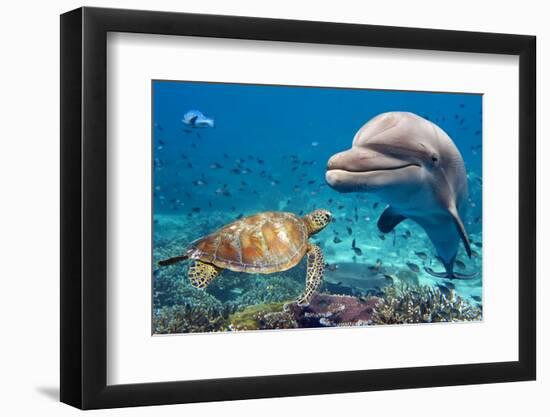 Dolphin and Turtle Underwater on Reef Background Looking at You-Andrea Izzotti-Framed Photographic Print