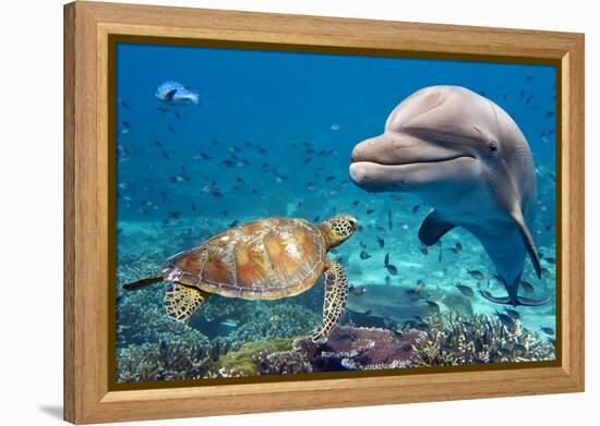 Dolphin and Turtle Underwater on Reef Background Looking at You-Andrea Izzotti-Framed Premier Image Canvas