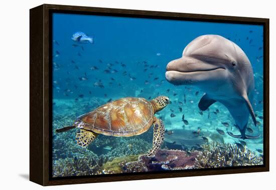 Dolphin and Turtle Underwater on Reef Background Looking at You-Andrea Izzotti-Framed Premier Image Canvas