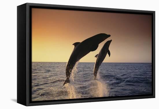 Dolphin Breaching the Oceans Surface-DLILLC-Framed Premier Image Canvas