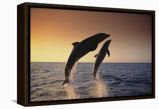 Dolphin Breaching the Oceans Surface-DLILLC-Framed Premier Image Canvas