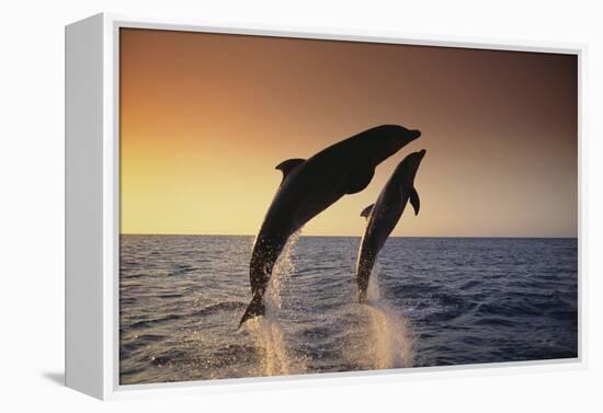 Dolphin Breaching the Oceans Surface-DLILLC-Framed Premier Image Canvas