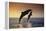 Dolphin Breaching the Oceans Surface-DLILLC-Framed Premier Image Canvas