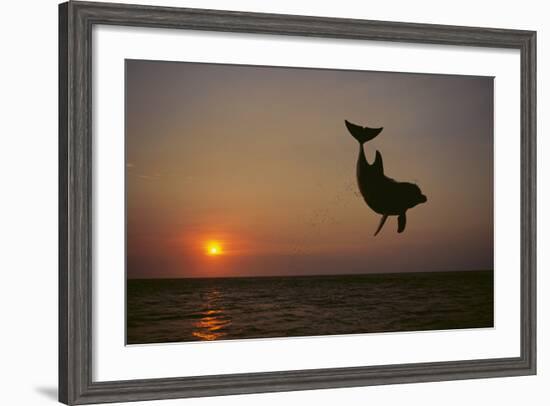 Dolphin Breaching the Oceans Surface-DLILLC-Framed Photographic Print